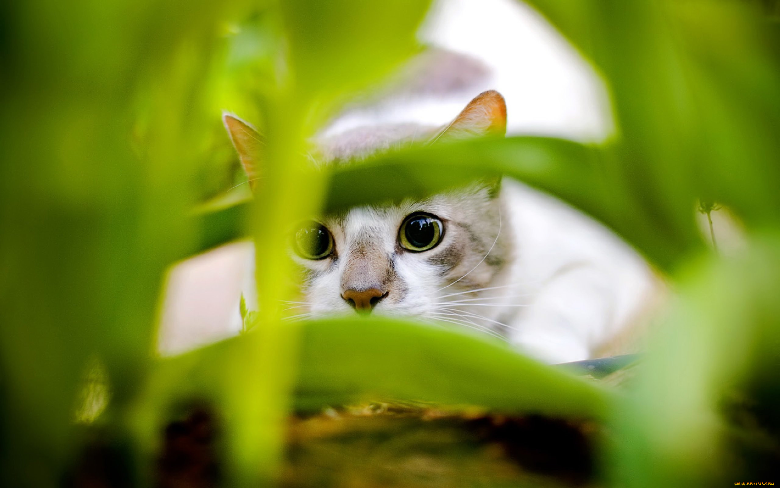 Desktop cat. Обои на рабочий стол котики. Кот в листве зеленой. Заставка на компьютер кот. Весенний кот.